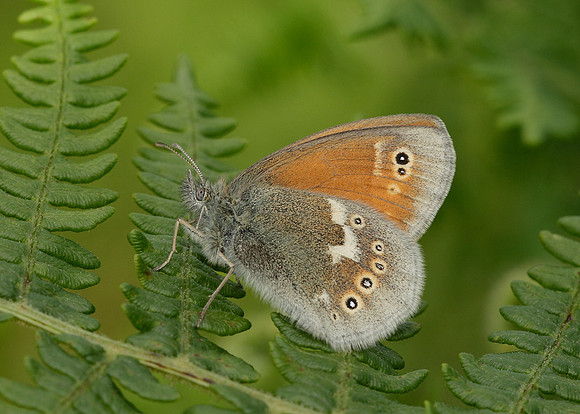 Large Heath Coenonympha tullia