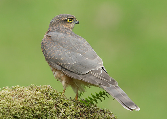 Sparrowhawk Accipiter nisus