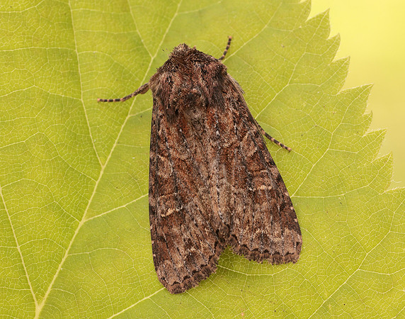 73.154 BF2330 Dusky Brocade Apamea remissa