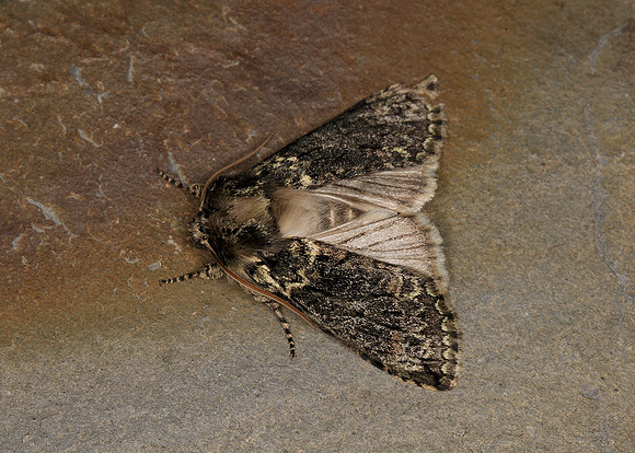 65.015 BF1660 Frosted Green Polyploca ridens