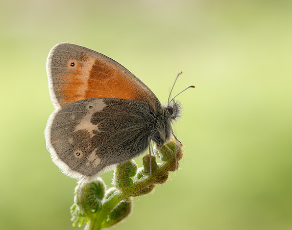 Large Heath scotica Coenonympha tullia scotica