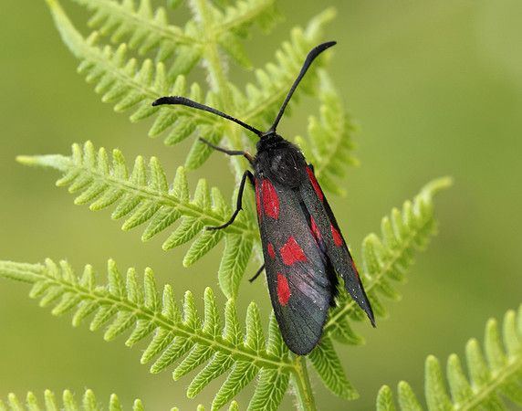 54.007 BF168 New Forest Burnet Zygaena viciae