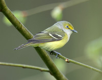White-eyed Vireo Vireo griseus