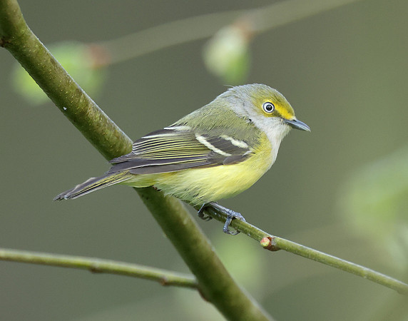 White-eyed Vireo Vireo griseus