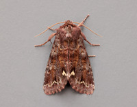 73.271 BF2163 Broom Moth Ceramica pisi