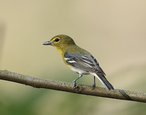Yellow-throated Vireo Vireo flavifrons