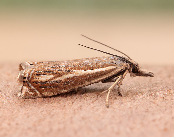 63.086 BF1301 Crambus lathoniellus