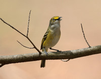 White-eyed Vireo Vireo griseus