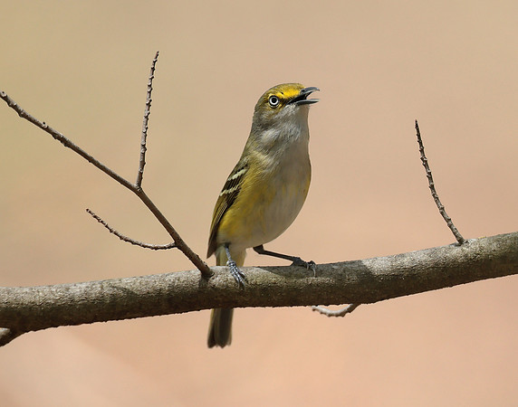 White-eyed Vireo Vireo griseus