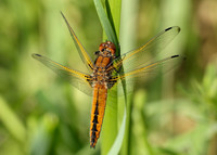 Scarce Chaser Libellula fulva