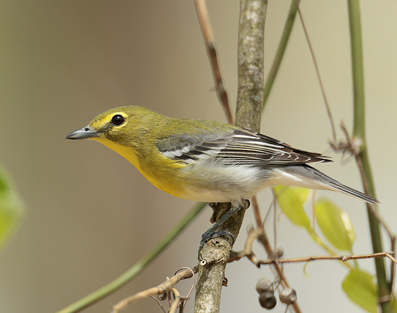 Yellow-throated Vireo Vireo flavifrons