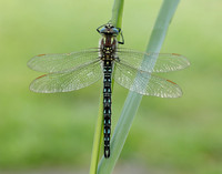 Hairy Dragonfly Brachytron pratense