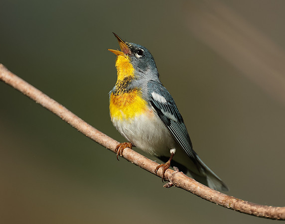 Northern Parula