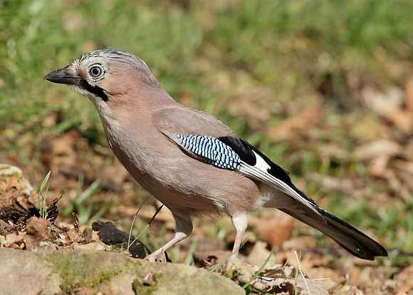Jay Corvus glandarius