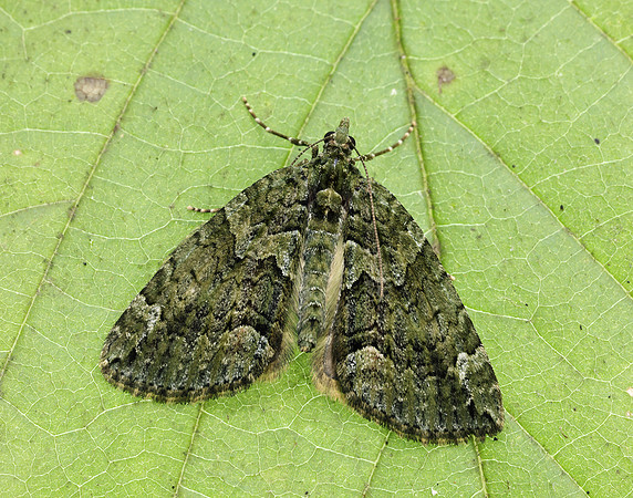 70.095 BF1760 Red-green Carpet Chloroclysta siterata