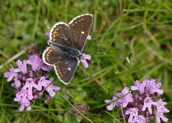 Northern Brown Argus Aricia artaxerxes artaxerxes