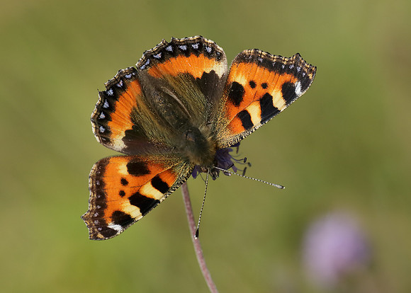 Small Tortoiseshell Aglais urticae
