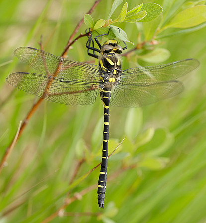 Golden-ringed Dragonfly Cordulegaster boltonii