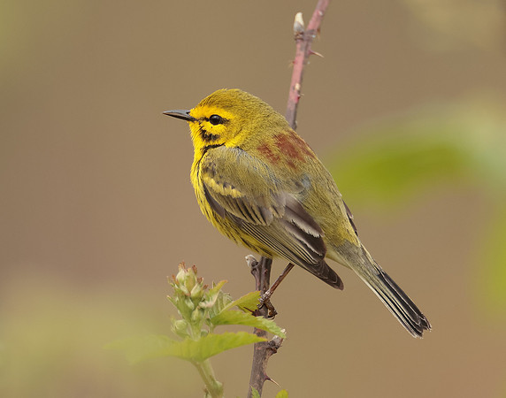 Prairie Warbler Setophaga discolor