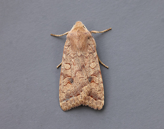 73.192 BF2262  Brick Agrochola circellaris