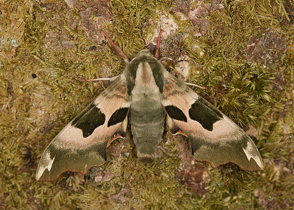 69.001 BF1979 Lime Hawk-moth Mimas tiliae