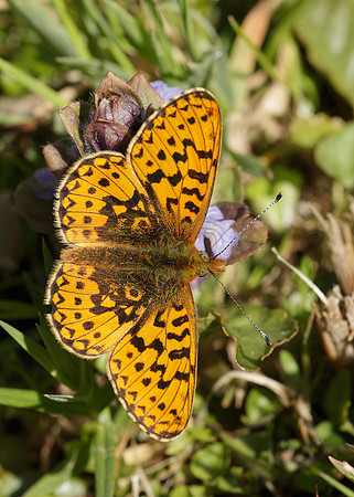 Pearl-Bordered Fritillary Boloria euphrosyne