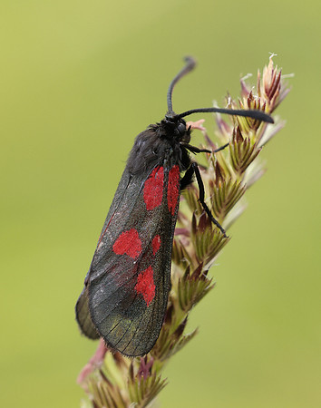54.007 BF168 New Forest Burnet Zygaena viciae