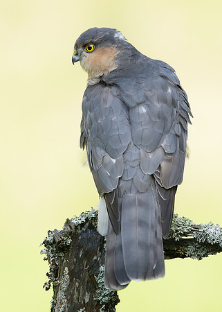 Sparrowhawk Accipiter nisus