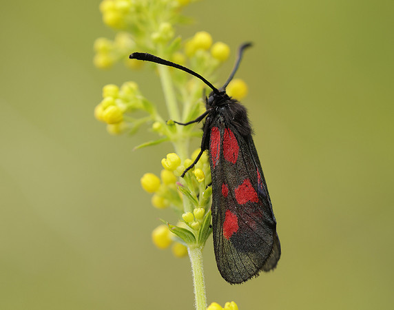 54.007 BF168 New Forest Burnet Zygaena viciae