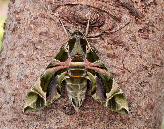 69.011 BF1985 Oleander Hawk-moth Daphnis nerii