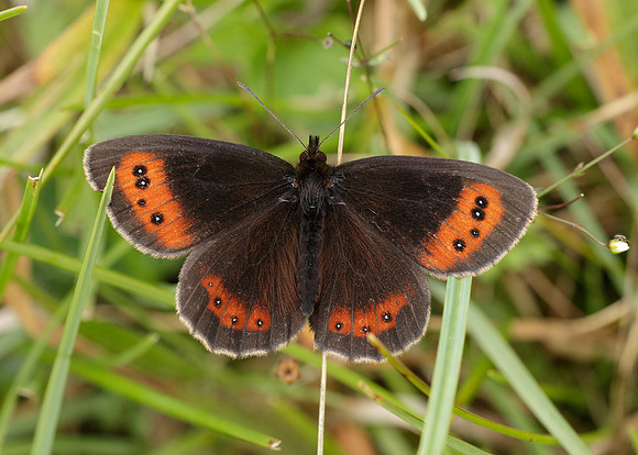 Scotch Argus Erebia aethiops