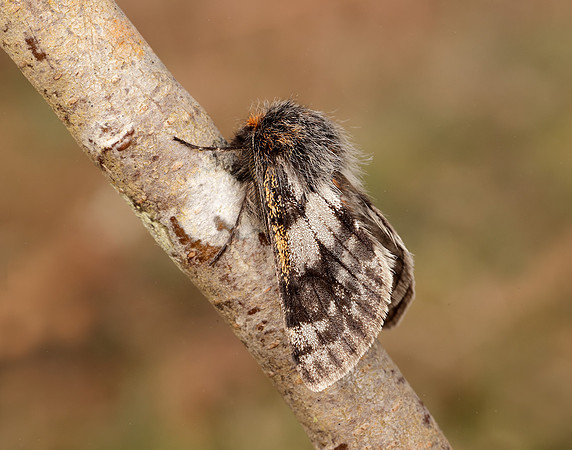 70.249 BF1929 Rannoch Brindled Beauty Lycia lapponaria