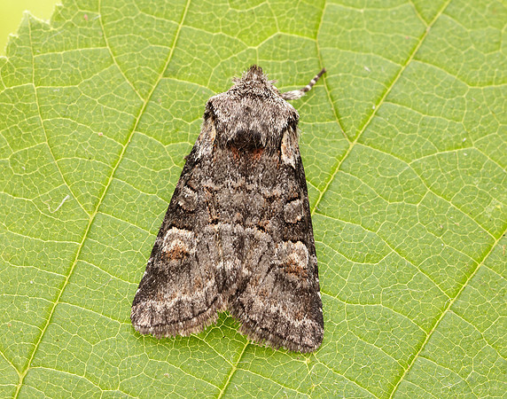 73.220 BF2225 Minor Shoulder-knot Brachylomia viminalis