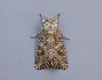 73.255 BF2145 The Nutmeg Anarta trifolii