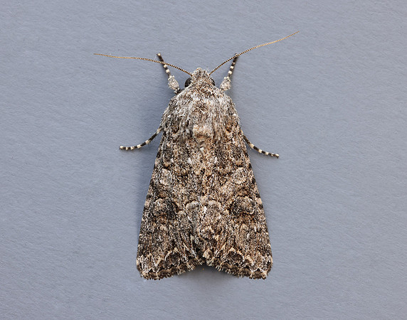 73.255 BF2145 The Nutmeg Anarta trifolii