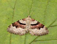 70.053 BF1722 Flame Carpet Xanthorhoe designata