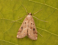 63.117 BF1348 Ringed China-mark Parapoynx stratiotata