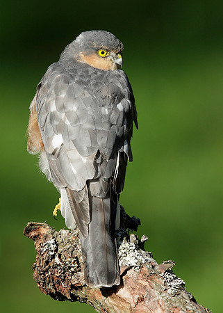 Sparrowhawk Accipiter nisus