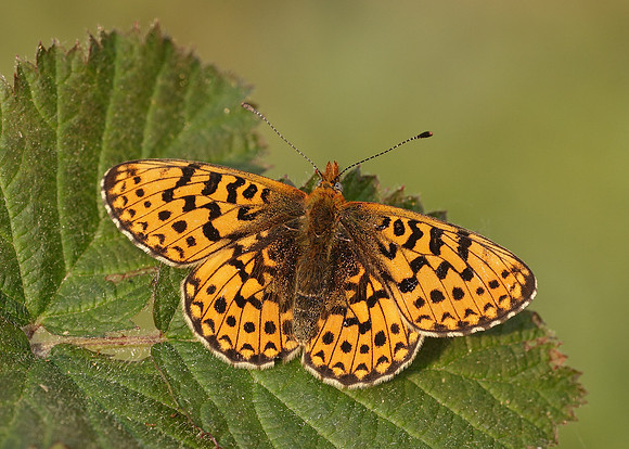 Pearl-Bordered Fritillary Boloria euphrosyne