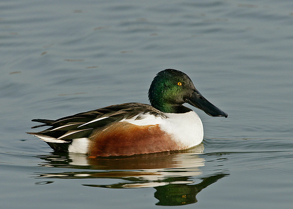 Shoveler Anas clypeata