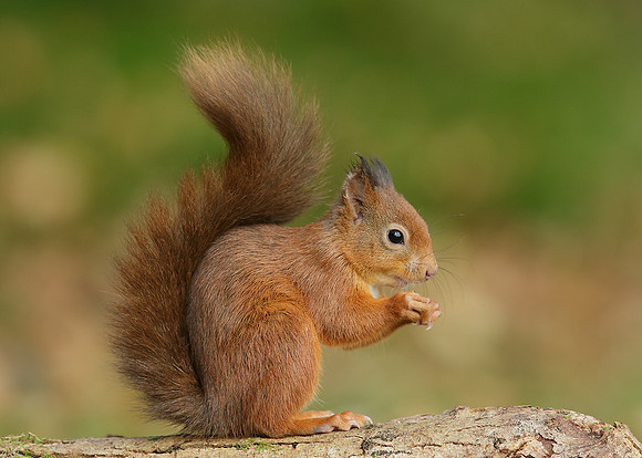 Red Squirrel Sciurus vulgaris