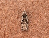 35.151 BF770 Carpatolechia proximella