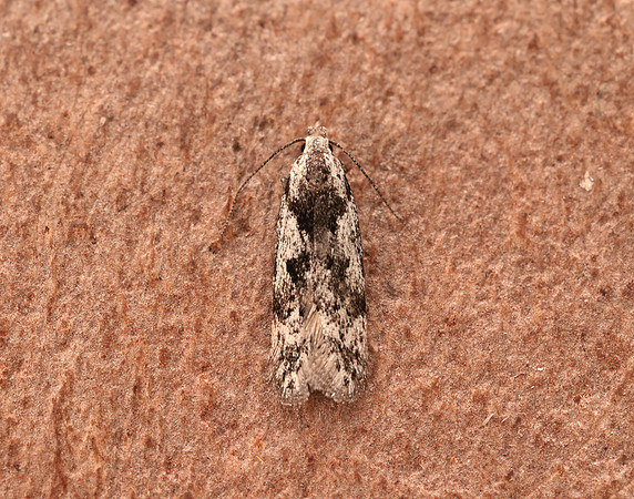 35.151 BF770 Carpatolechia proximella