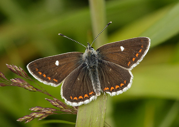 Northern Brown Argus Aricia artaxerxes artaxerxes