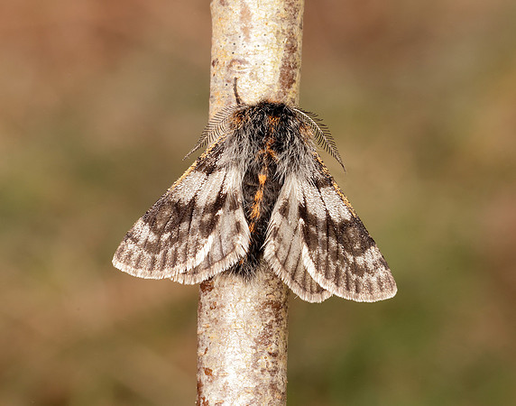 70.249 BF1929 Rannoch Brindled Beauty Lycia lapponaria