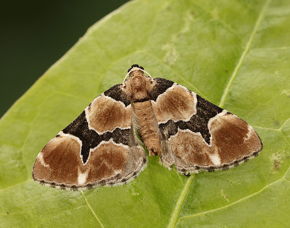 70.140 BF1810 Marsh Carpet Gagitodes sagittata