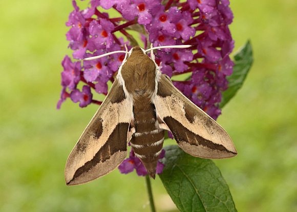 69.013 BF1986 Spurge Hawk-moth Hyles euphorbiae