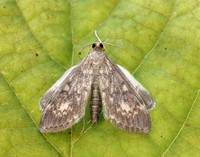 63.017 BF1377 Anania lancealis