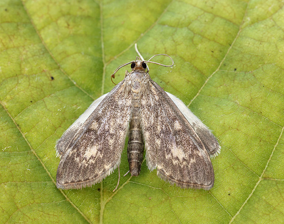 63.017 BF1377 Anania lancealis