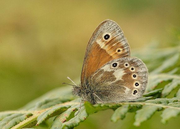Large Heath Coenonympha tullia davus